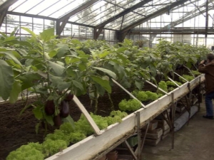 Aubergines in een kas: planten en verzorgen 