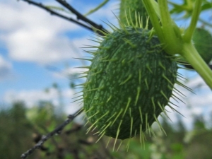 Gekke komkommer: kenmerken en toepassingen van een ongewone plant