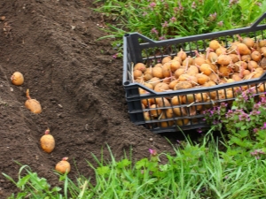 Gunstige dagen voor het poten van aardappelen