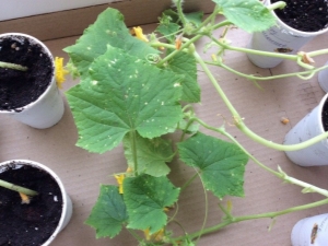 Diseases of cucumber seedlings: symptoms and treatment