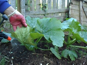 Hoe courgette te voeren en hoe het goed te doen?