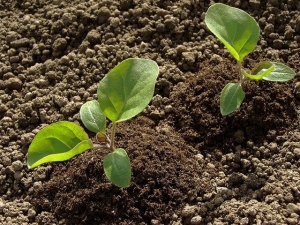 Hoe aubergine te voeren na het planten in de grond?