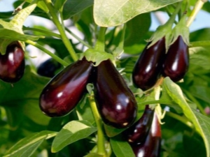 Wat aubergine te voeren?