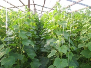 How to feed cucumbers in a greenhouse?