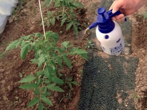 Hoe tomaten te voeren na het planten in een kas?