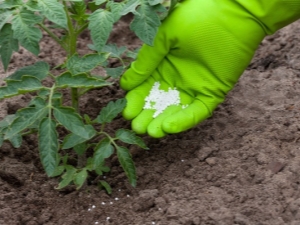 Wat om tomaten te voeren?