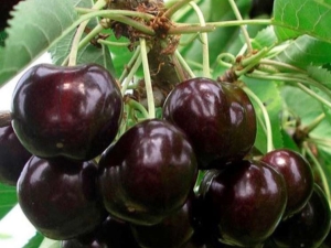 Cherry Iput: opis odmiany i cechy uprawy