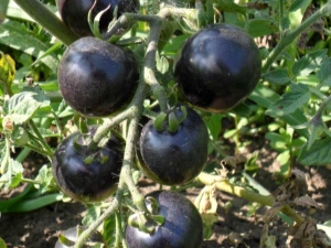 Zwarte tomaten: kenmerken en populaire variëteiten 