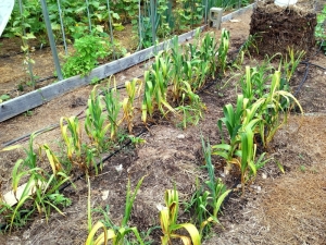 ¿Qué hacer si el ajo se vuelve amarillo en primavera?