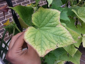 What to do if the edges of cucumber leaves dry?