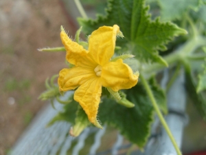 Wat te doen met de lege bloem op komkommers?