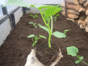 Wat te doen in het gat bij het planten van komkommers?