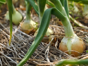 Wat kan er naast uien worden geplant?