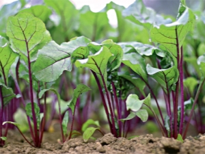 Wat te planten na bieten volgend jaar?