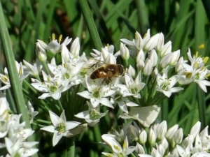 Geurige ui: plantensoorten en hun beschrijvingen