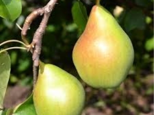 Pear Fairy: beschrijving, kenmerken van planten en verzorgen