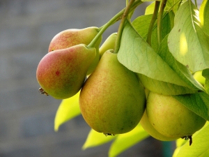 Peer Tederheid: kenmerken, planten en verzorgen