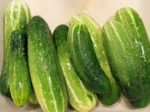 Characterization and cultivation of cucumber varieties Othello F1