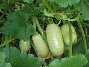 Courgette Gribovsky 37: kenmerken van de soort en teelt 