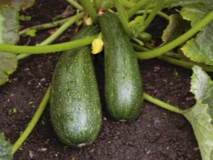 Zucchini Starling: cechy odmiany i technologii rolniczej