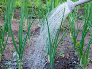 Hoe vaak moeten uien worden bewaterd?