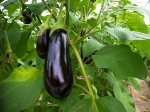 Hoe vaak aubergine water geven in een kas?