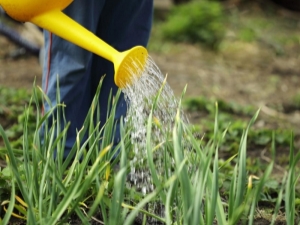 Hoe vaak knoflook buitenshuis water geven?