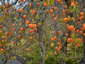 Jak kwitnie persimmon i kiedy pojawiają się owoce?