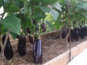 Hoe en hoe vaak per week moeten aubergines in de volle grond worden bewaterd?