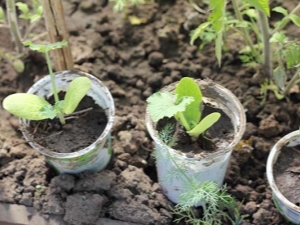 Hoe zaailingen van courgette te onderscheiden van zaailingen van komkommers?