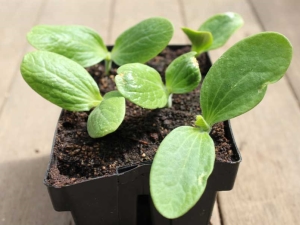 Hoe zaailingen van courgette te onderscheiden van pompoen?