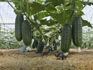 How to feed cucumbers with ashes?