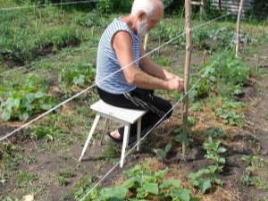 Hoe komkommers in het open veld te binden?