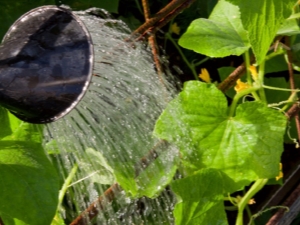 Hoe komkommers water geven?