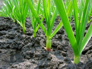 Hoe knoflook te planten en te kweken?