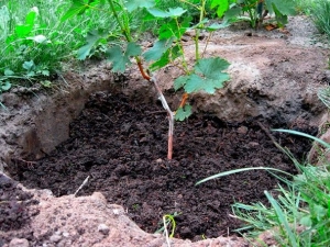 Hoe druiven met stekken in de lente in de volle grond planten?