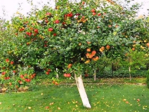 Hoe een appelboom te planten en te laten groeien?