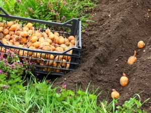 Hoe aardappelen te planten en te kweken?