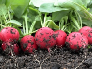 Hoe radijs planten en kweken?