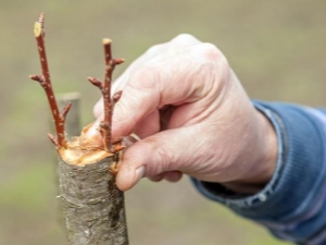 Hoe plant je een peer?