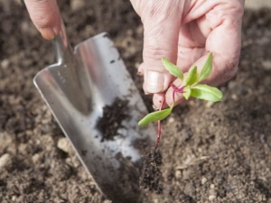 Hoe bieten planten en goed voor zaailingen zorgen?