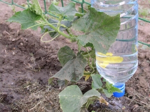 How to make drip irrigation from plastic bottles for cucumbers?