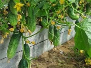 How to make a warm bed for cucumbers with your own hands?