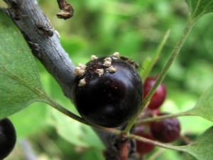 How to deal with aphids on blackcurrant?