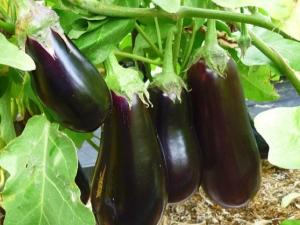 Hoe kies je een buurman in de auberginetuin?