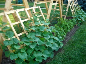 How to grow cucumbers on a trellis in the open field?