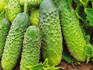 How to grow Ant F1 cucumbers?