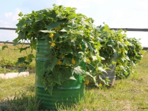 How to grow cucumbers in a barrel?