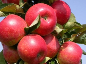 Hoe een appelboom van de variëteit Elena te laten groeien?