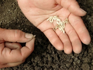 Hoe komkommerzaden weken voor het planten?